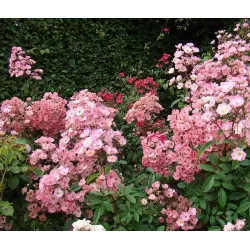 Rosa  ALDEN BIESEN ®