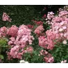 Rožė - Rosa ALDEN BIESEN ®
