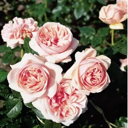 Rosa APHRODITE