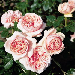 Rožė - Rosa APHRODITE