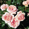 Rožė - Rosa APHRODITE