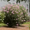 Rosa APHRODITE