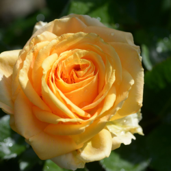 Rožė - Rosa CAPPUCCINO ®