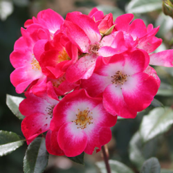 Rožė - Rosa BUKAVU ®