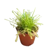 Drosera capensis