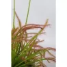 Drosera capensis