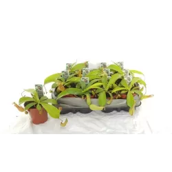 Ąsotenis - Nepenthes hybride