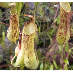 Nepenthes hybride