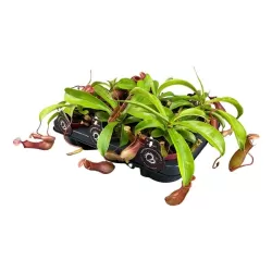 Ąsotenis - Nepenthes hybride