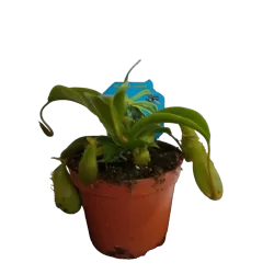 Ąsotenis - Nepenthes hybride