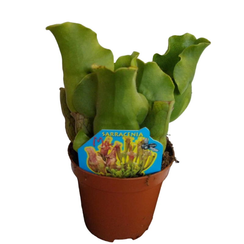 Saracėnija - Sarracenia venosa