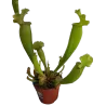 Augalų