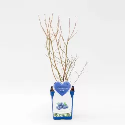 Aukštoji šilauogė (vid. vėl.) - Vaccinium corymbosum BLUECROP