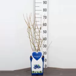 Aukštoji šilauogė (vid. vėl.) - Vaccinium corymbosum BLUECROP