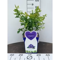 Aukštoji šilauogė (vid. vėl.) - Vaccinium corymbosum BLUECROP