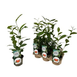 Kininis (tikrasis) arbatmedis - Camellia sinensis