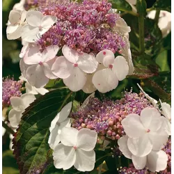 Krūminė hortenzija - Hydrangea serrata ROSALBA užsakymas 2026 m.