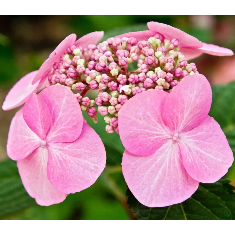 Krūminė hortenzija - Hydrangea serrata ROSALBA užsakymas 2026 m.