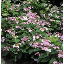 Krūminė hortenzija - Hydrangea serrata ROSALBA užsakymas 2026 m.