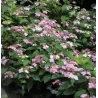 Krūminė hortenzija - Hydrangea serrata ROSALBA užsakymas 2026 m.