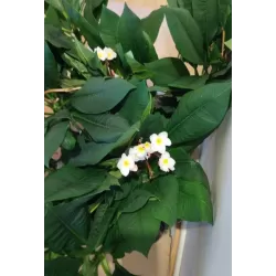 Plumeria HAWAIIAN PEARL