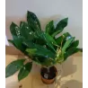 Jostras - Plumeria HAWAIIAN PEARL