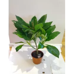 Plumeria HAWAIIAN PEARL