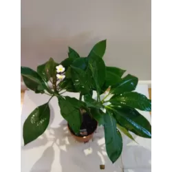 Plumeria HAWAIIAN PEARL