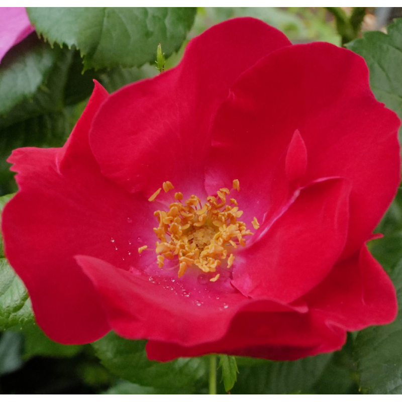 Rožė - Rosa ROBUSTA