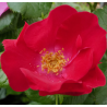 Rožė - Rosa ROBUSTA