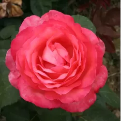 Rožė - Rosa PINK PANTHER ®