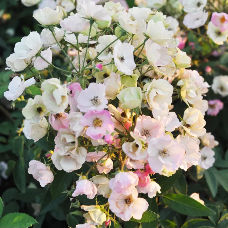 Rosa  ALDEN BIESEN ®