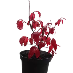 Sparnuotasis ožekšnis - Euonymus alatus FIREBALL