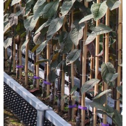 Augalai internetu - Latvijas valsts meži LVM Sēklas un stādi