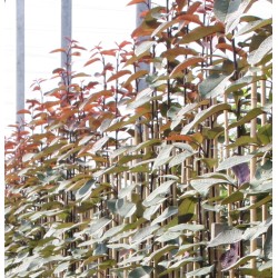 Augalai internetu - Latvijas valsts meži LVM Sēklas un stādi