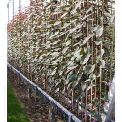 Augalai internetu - Latvijas valsts meži LVM Sēklas un stādi