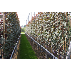 Ieva - Padus avium COLORATA