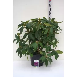 Amerikinis rododendras - Rhododendron Catawbiense Lee's Dark Purple