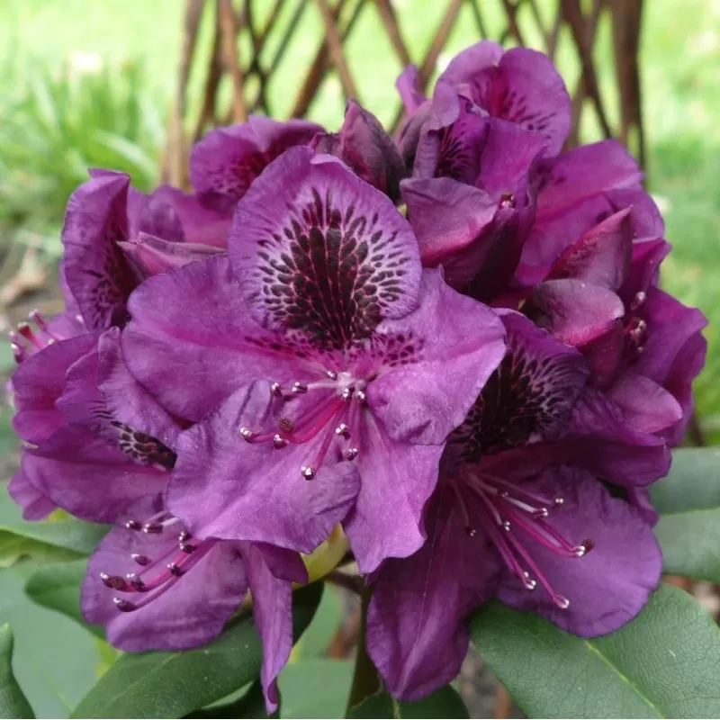 Amerikinis rododendras - Rhododendron Catawbiense Lee's Dark Purple
