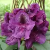 Amerikinis rododendras - Rhododendron Catawbiense Lee's Dark Purple