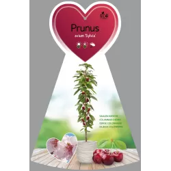 Koloninė trešnė - Prunus avium SYLVIA