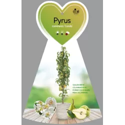 Pyrus communis CONDO