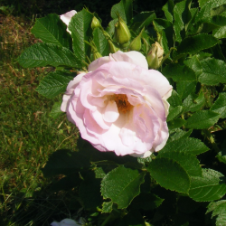 Rožė - Rosa ABELZIEDS