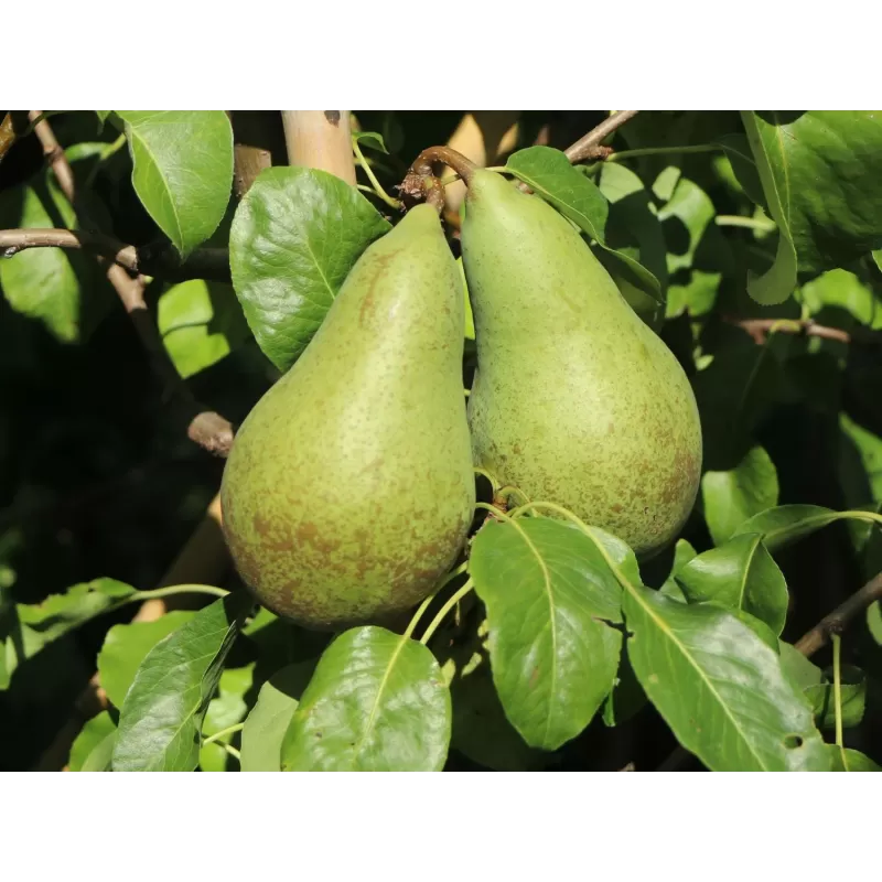 Kriaušė (koloninė) - Pyrus communis CONDO