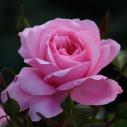 Rožė - Rosa QUEEN ELISABETH