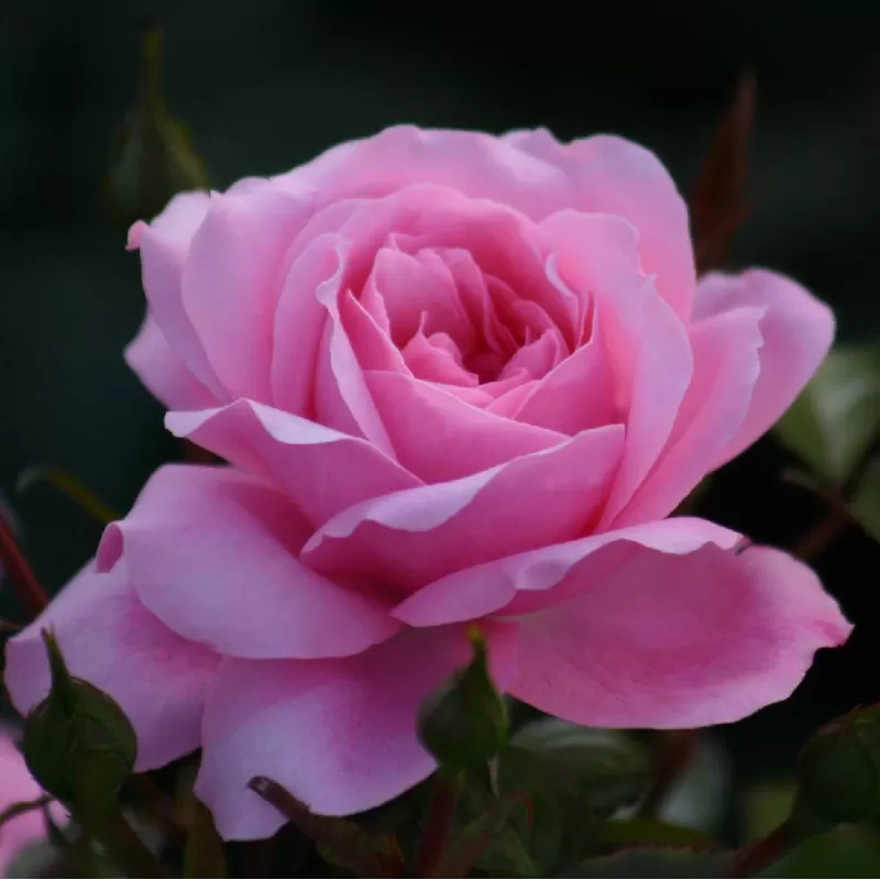 Rožė - Rosa QUEEN ELISABETH Rožė - Rosa QUEEN ELISABETH
