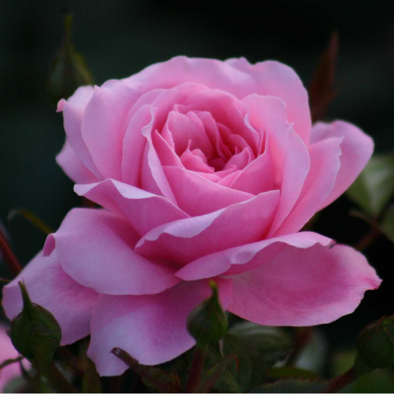 Rožė - Rosa QUEEN ELISABETH Konteineris atviromis šaknimis 