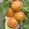 Apricot - Prunus armeniaca HARLAYNE