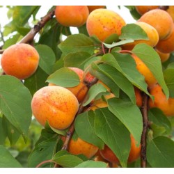 Apricot - Prunus armeniaca HARLAYNE