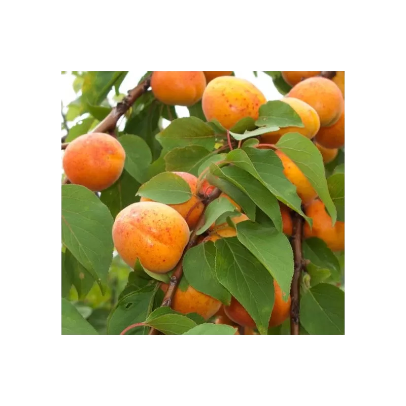 Apricot - Prunus armeniaca HARLAYNE